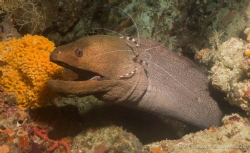 Time for a clean- giant moray eel with a boxer shrimp. So... by Thomasin Lockwood 